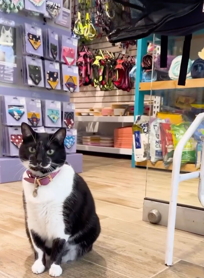 Pet Shop Rescues Stray Cat And Gives Her The Best Life At The Mall