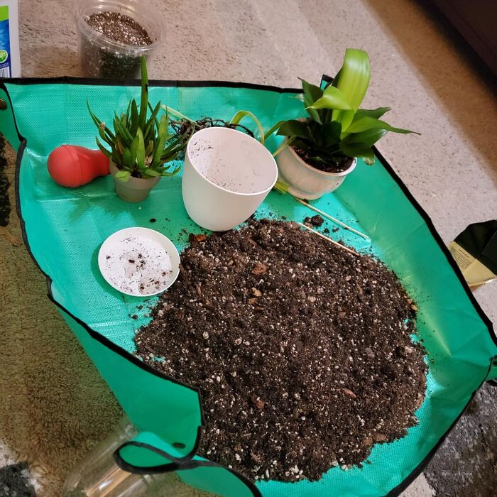 Mess-Free Mastery: Large Repotting Mat For Smooth Indoor Transplants