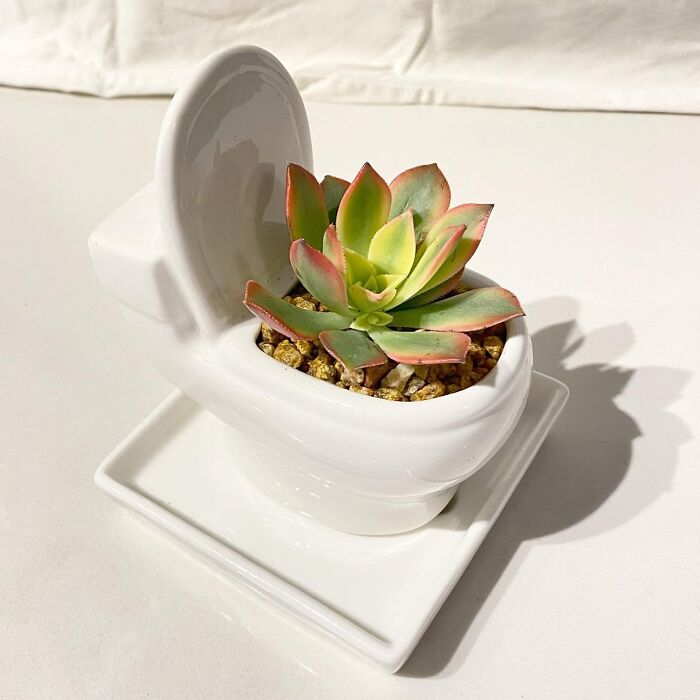 Nature Is Calling: Spruce Up Your Space With A Toilet Plant Pot