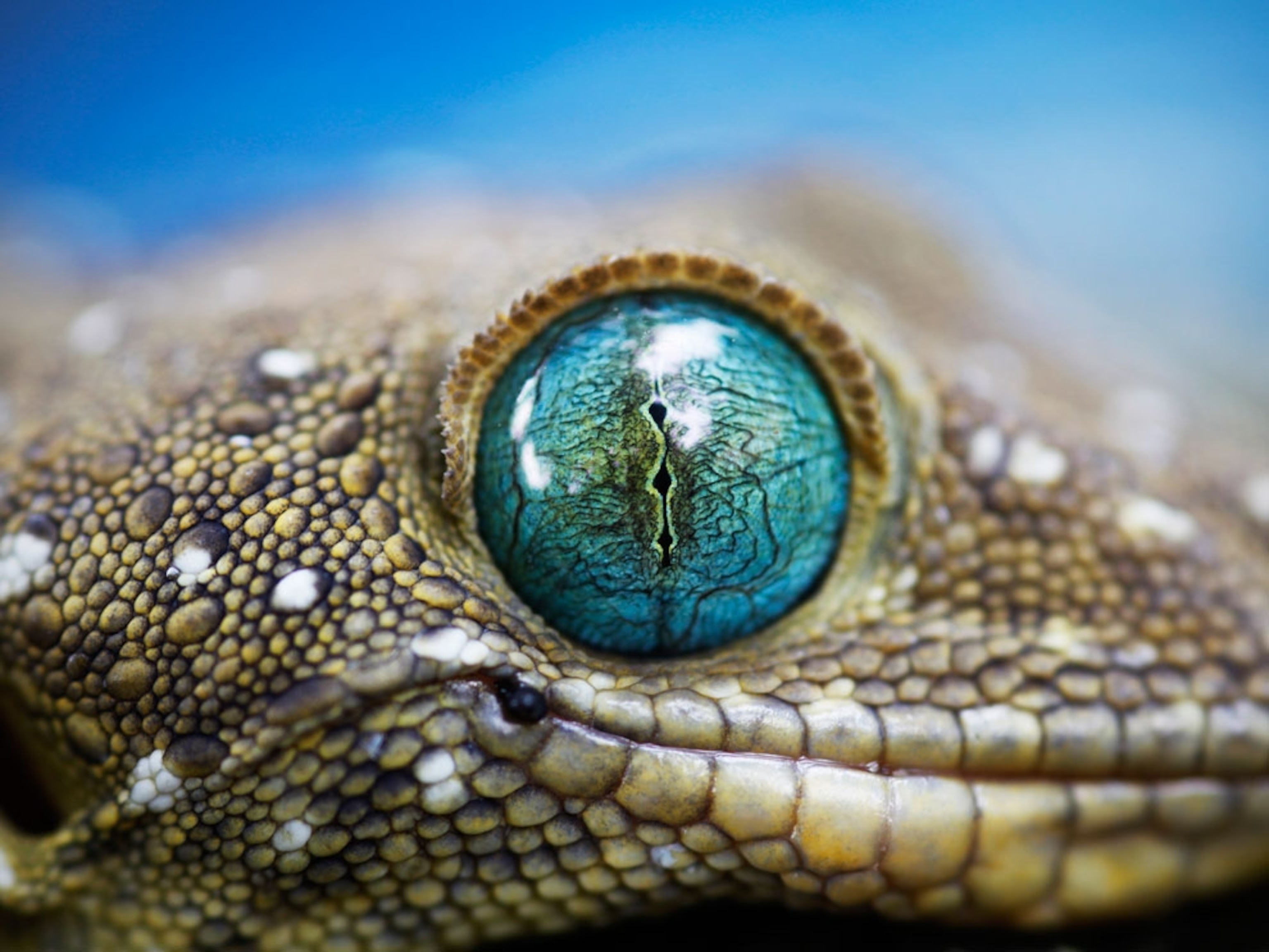 Biologist’s First Thought After Seeing This New Gecko Species Is “Starry Night”, Names It “Vangoghi”