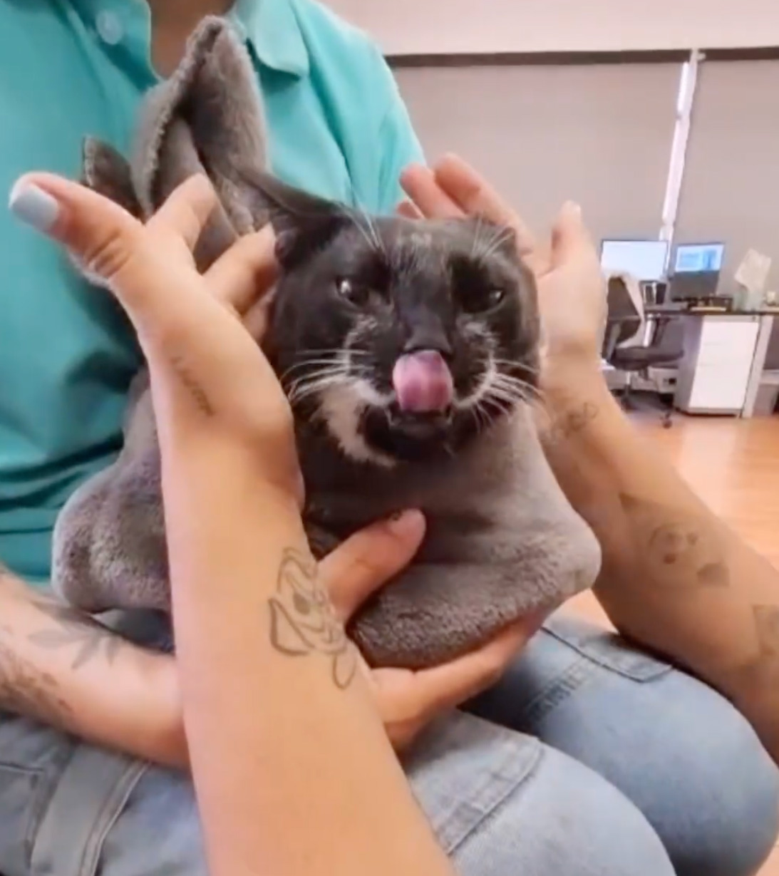 Pet Shop Rescues Stray Cat And Gives Her The Best Life At The Mall Pet Shop Rescues Stray Cat And Gives Her The Best Life At The Mall