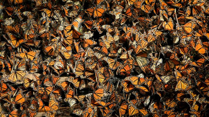 Unable To Migrate To Mexico, A Monarch Butterfly Found A New Home With A Loving Family In Canada Unable To Migrate To Mexico, A Monarch Butterfly Found A New Home With A Loving Family In Canada