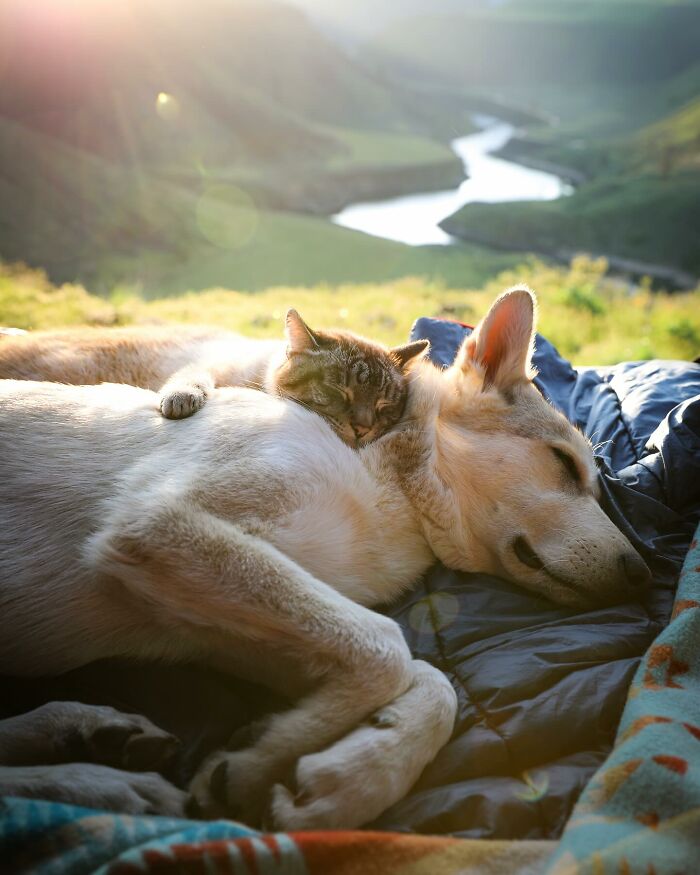 Adventures With Henry And Baloo: A Cat And Dog Duo's Epic Journey (New Pics)