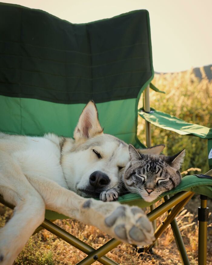 Adventures With Henry And Baloo: A Cat And Dog Duo's Epic Journey (New Pics)