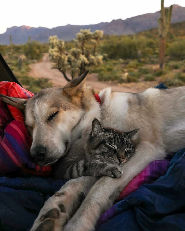 Adventures With Henry And Baloo: A Cat And Dog Duo's Epic Journey (New Pics)