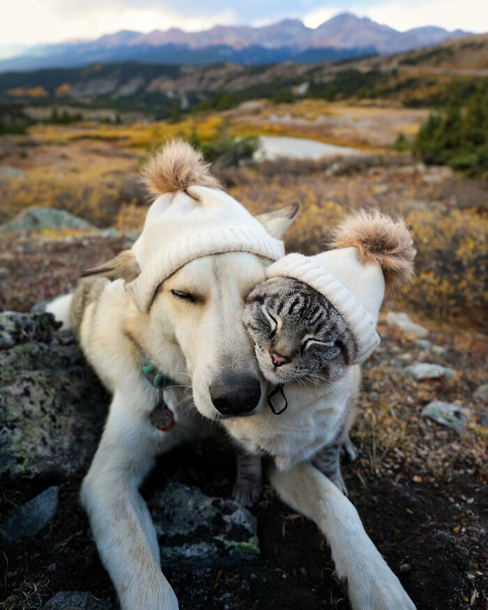 Adventures With Henry And Baloo: A Cat And Dog Duo's Epic Journey (New Pics)