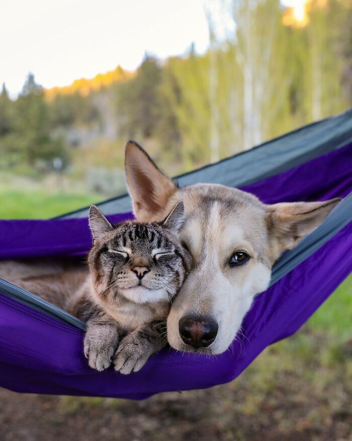 Adventures With Henry And Baloo: A Cat And Dog Duo's Epic Journey (New Pics)