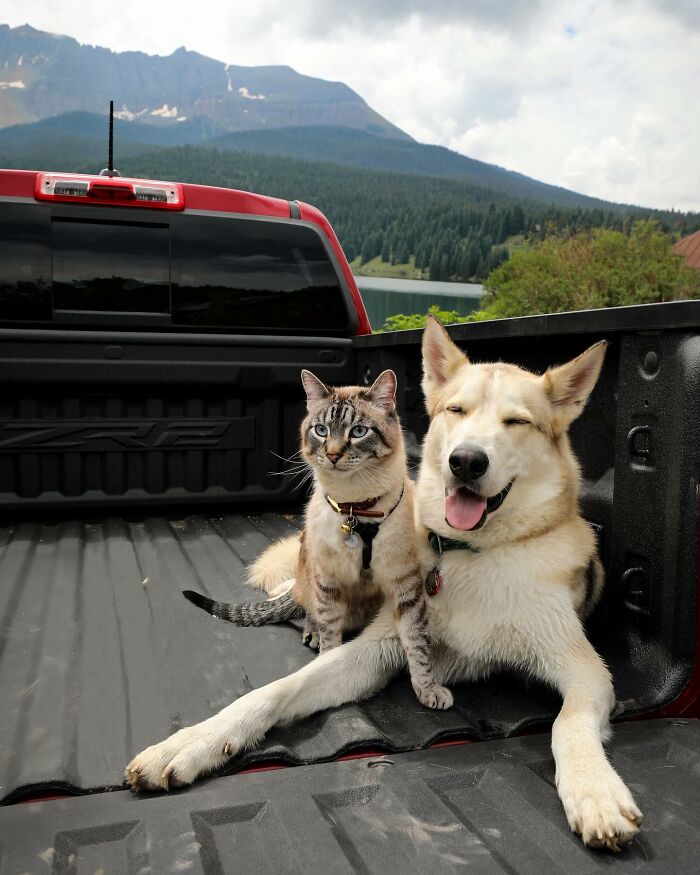 Adventures With Henry And Baloo: A Cat And Dog Duo's Epic Journey (New Pics)