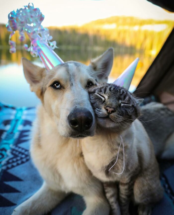 Adventures With Henry And Baloo: A Cat And Dog Duo's Epic Journey (New Pics)