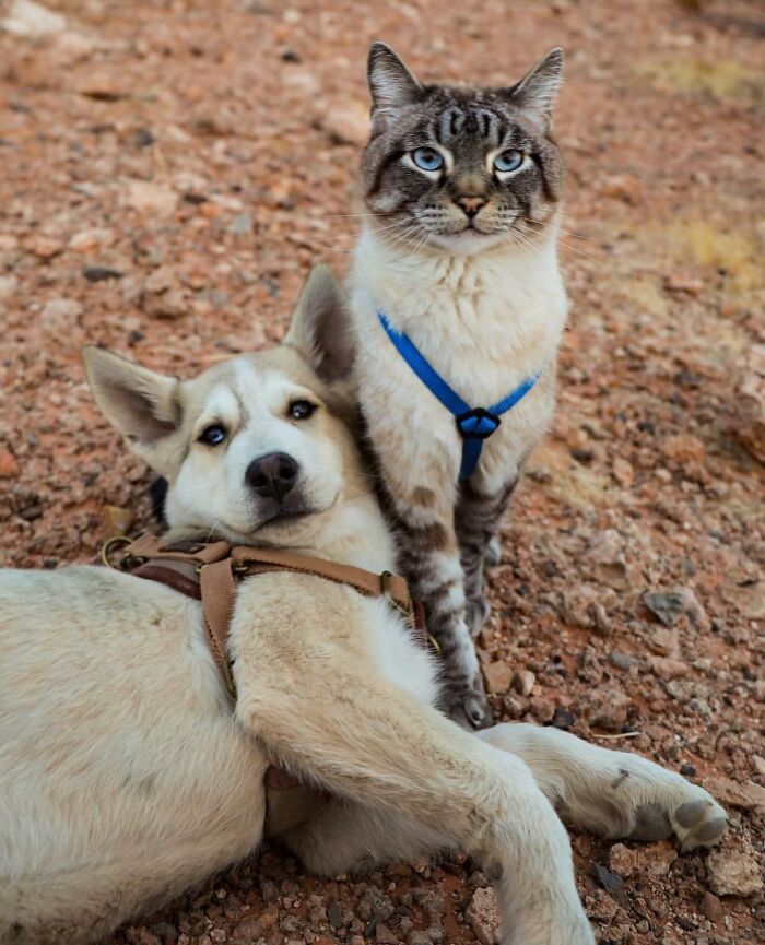Adventures With Henry And Baloo: A Cat And Dog Duo's Epic Journey (New Pics)