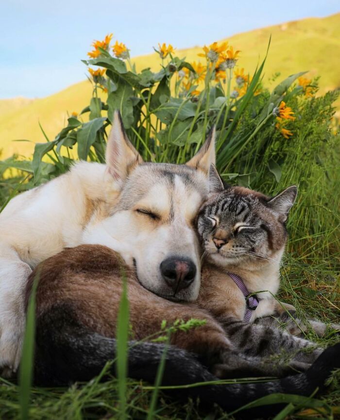 Adventures With Henry And Baloo: A Cat And Dog Duo's Epic Journey (New Pics)