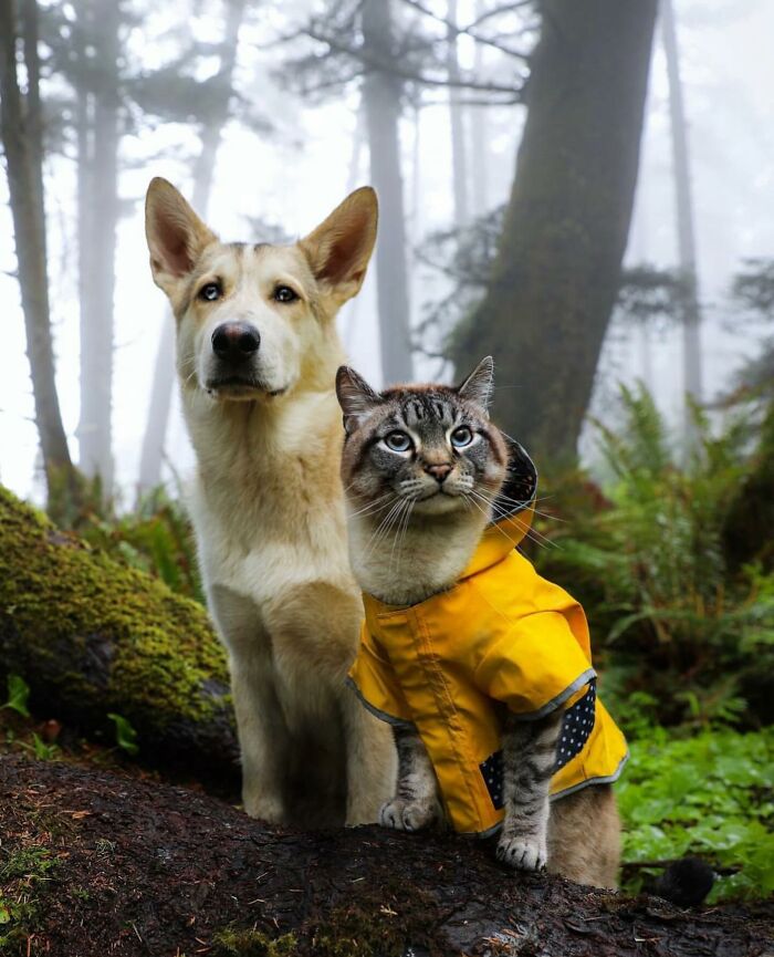 Adventures With Henry And Baloo: A Cat And Dog Duo's Epic Journey (New Pics)