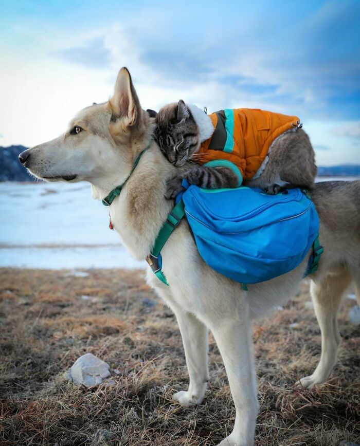 Adventures With Henry And Baloo: A Cat And Dog Duo's Epic Journey (New Pics)