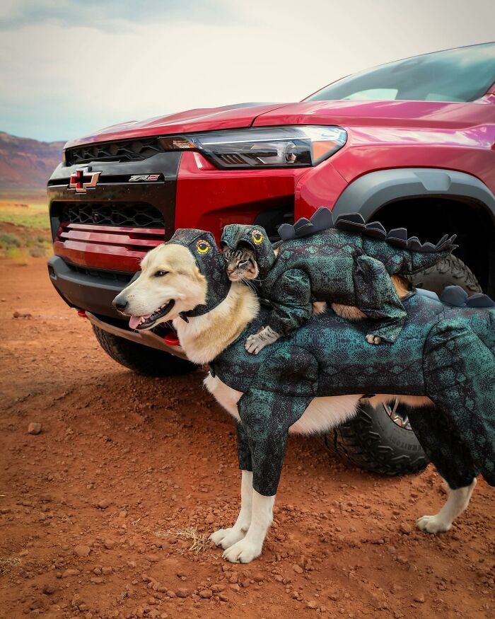 Adventures With Henry And Baloo: A Cat And Dog Duo's Epic Journey (New Pics)