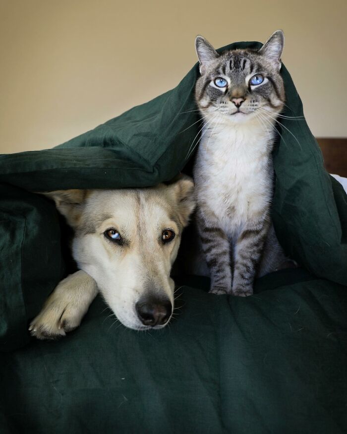 Adventures With Henry And Baloo: A Cat And Dog Duo's Epic Journey (New Pics)