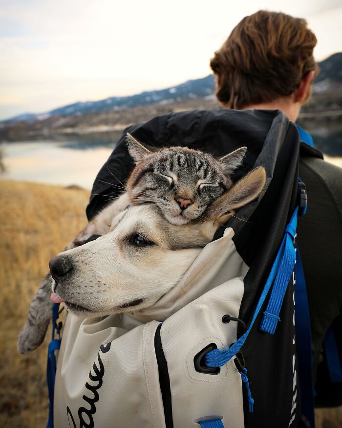 Adventures With Henry And Baloo: A Cat And Dog Duo's Epic Journey (New Pics)