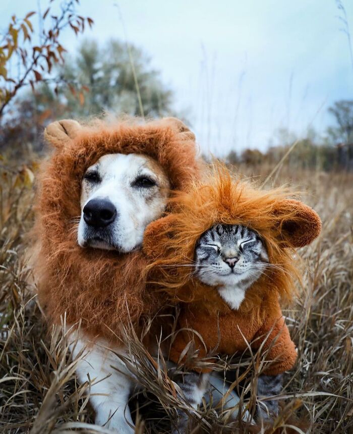 Adventures With Henry And Baloo: A Cat And Dog Duo's Epic Journey (New Pics)