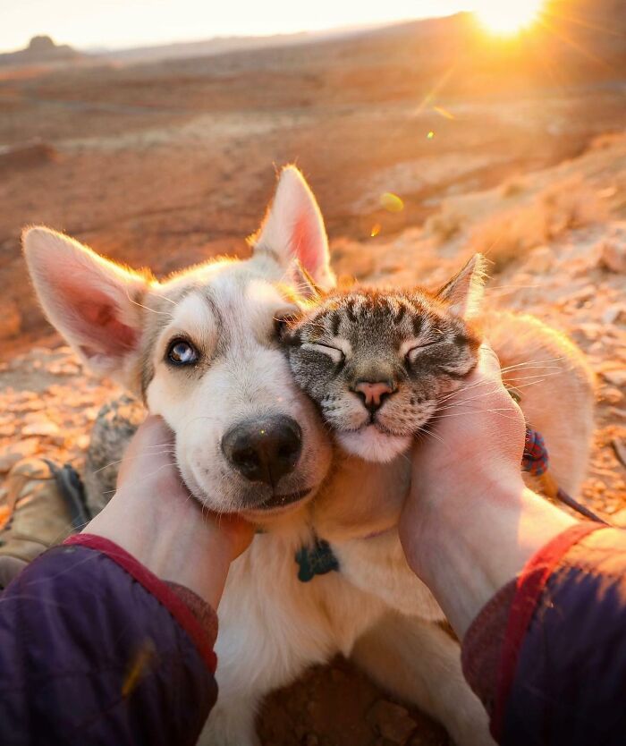 Adventures With Henry And Baloo: A Cat And Dog Duo's Epic Journey (New Pics)