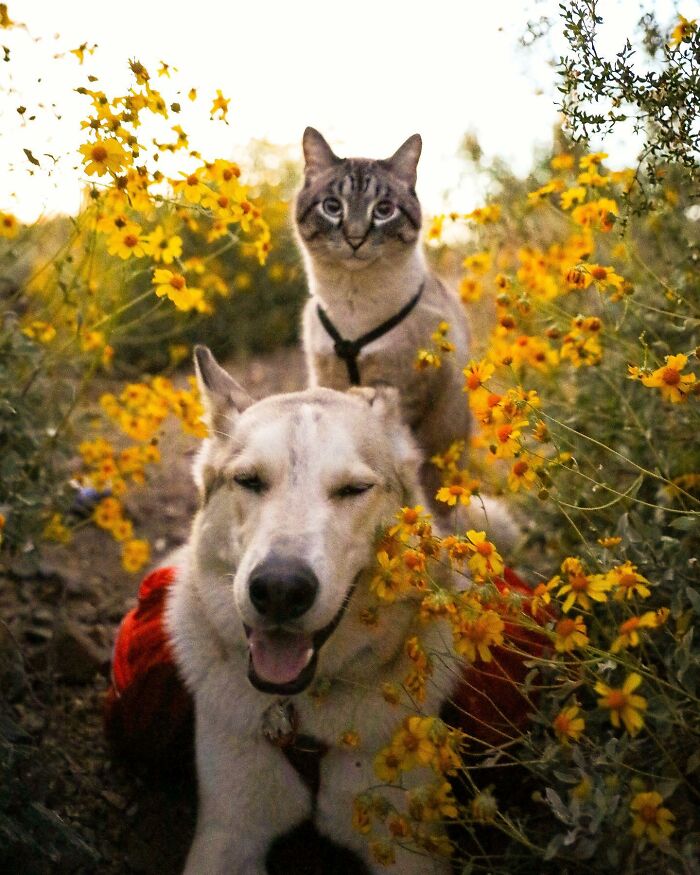 Adventures With Henry And Baloo: A Cat And Dog Duo's Epic Journey (New Pics)