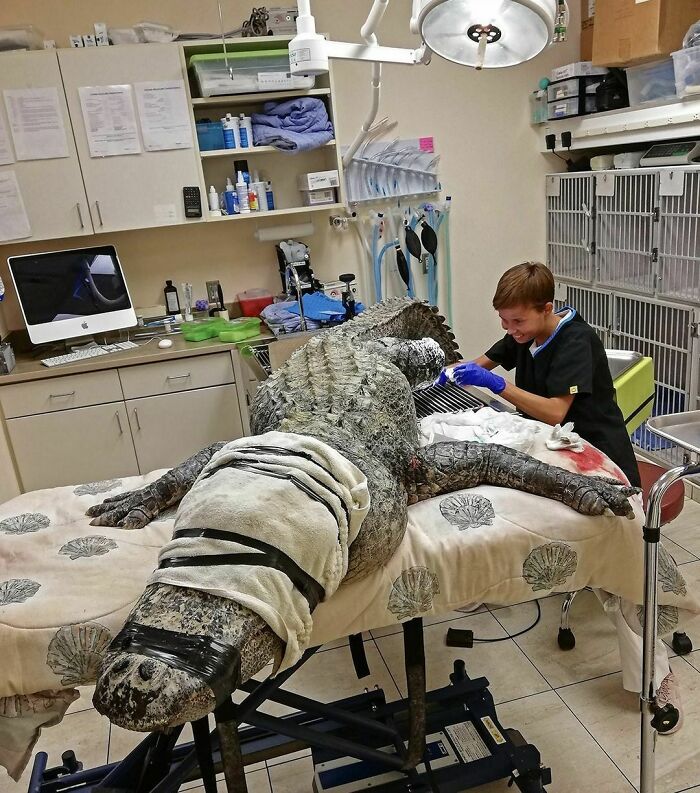 Vet Student Vivian Cleaning A Wound On A Little Gator