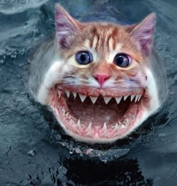 Cat-shark-661ff376d0e14.jpg