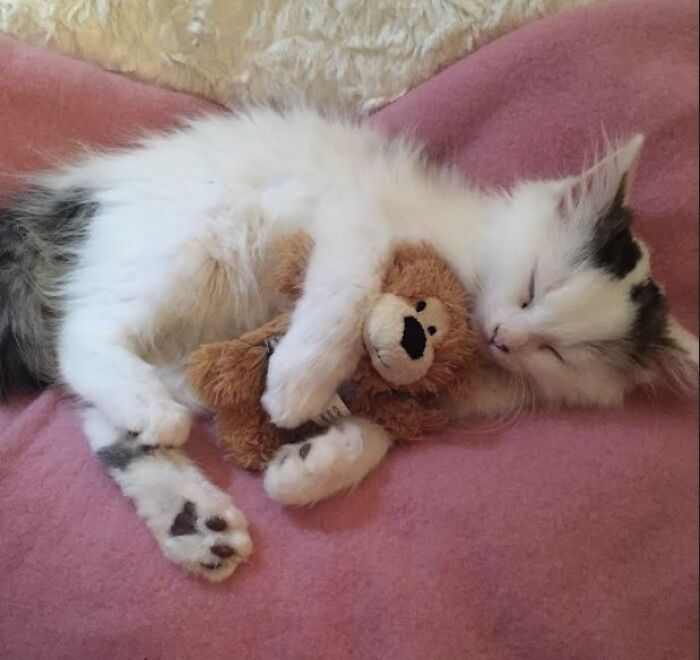 Here Are Some Heartwarming Stories Of Felines Who Have Entered Our “LoveCATS” Photo Contest