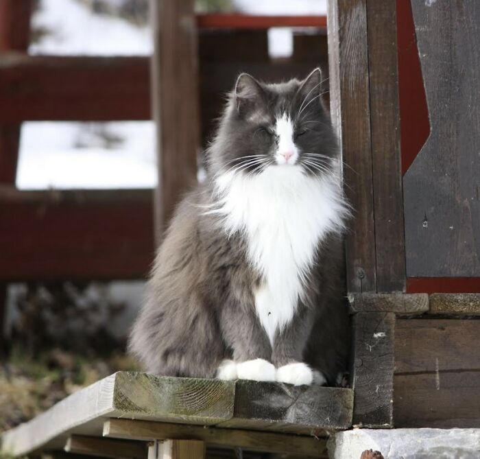 Here Are Cats Of All Ages Who Have Been Participating In Our Photo Contests Since 2013