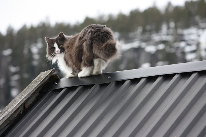 Here Are Cats Of All Ages Who Have Been Participating In Our Photo Contests Since 2013