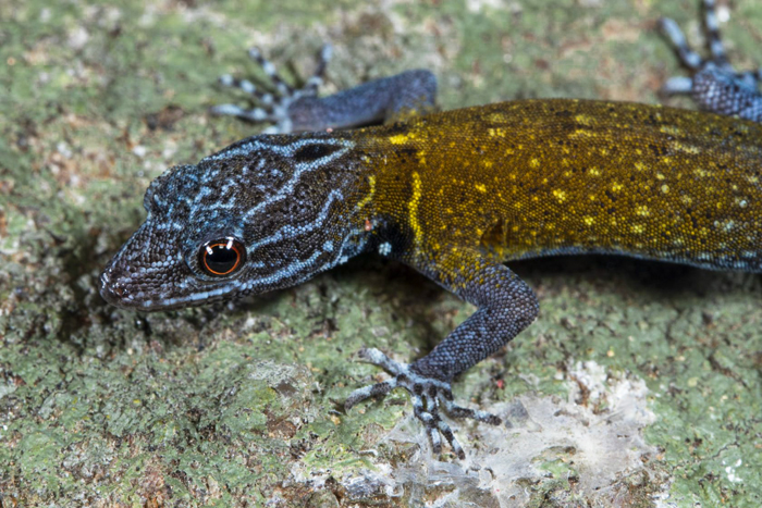 Biologist’s First Thought After Seeing This New Gecko Species Is “Starry Night”, Names It “Vangoghi”