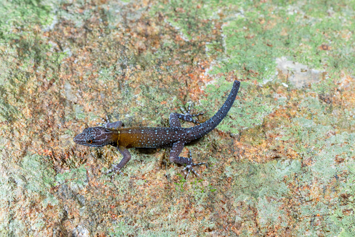 Biologist’s First Thought After Seeing This New Gecko Species Is “Starry Night”, Names It “Vangoghi”