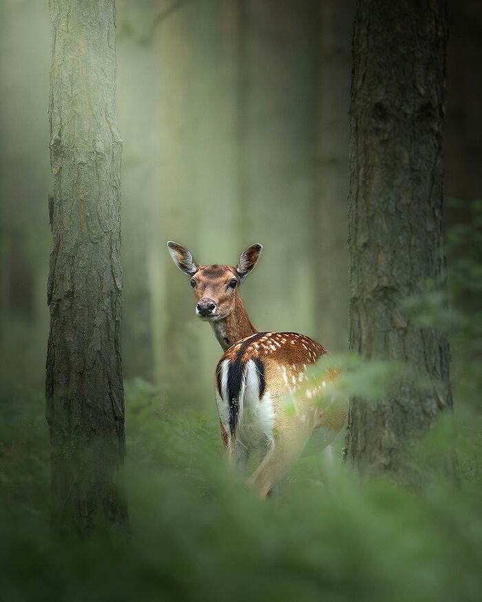 Wildlife Photography By Alex Ugalek