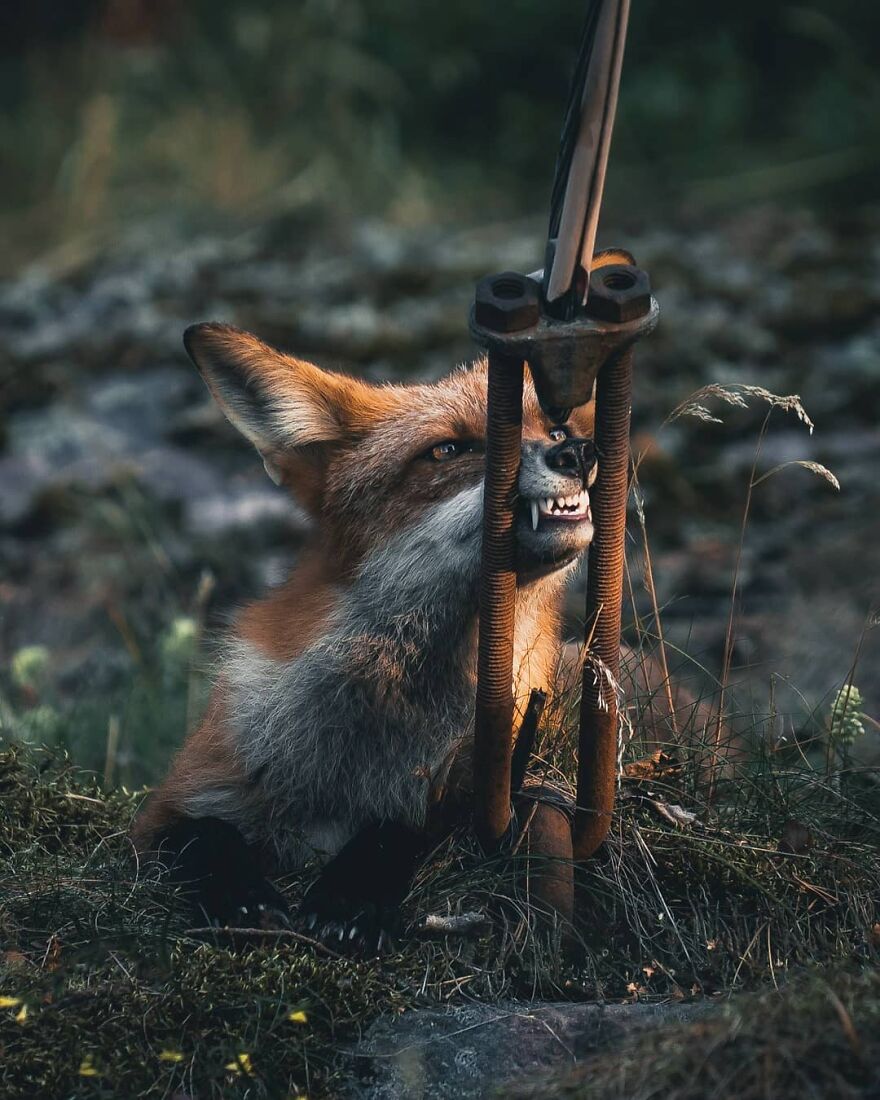 Finnish Furry Fashion: Wildlife Photographer Turns Forest Critters Into Supermodels (47 New Pics)