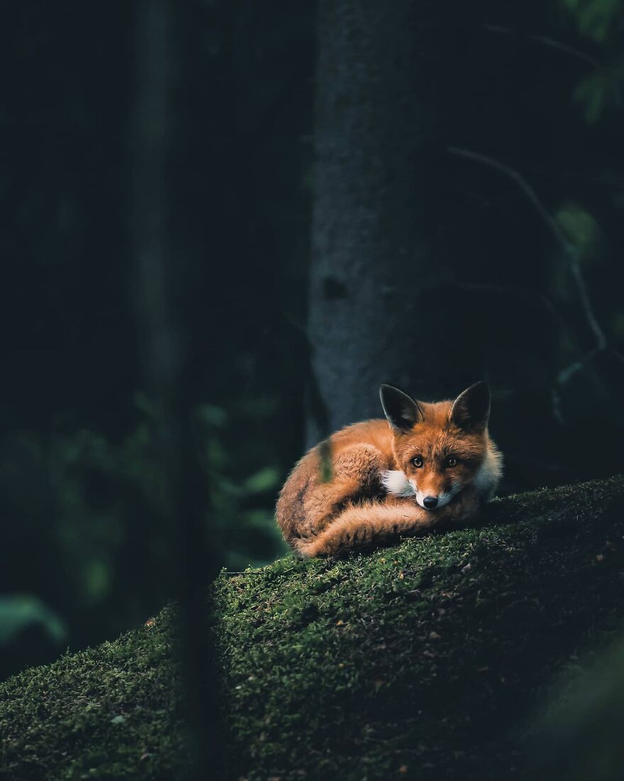 Finnish Furry Fashion: Wildlife Photographer Turns Forest Critters Into Supermodels (47 New Pics)