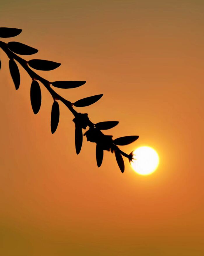 Golden Hour Gems: Aaditya Shrirang Bhat's Stunning Sunset Photo Stories