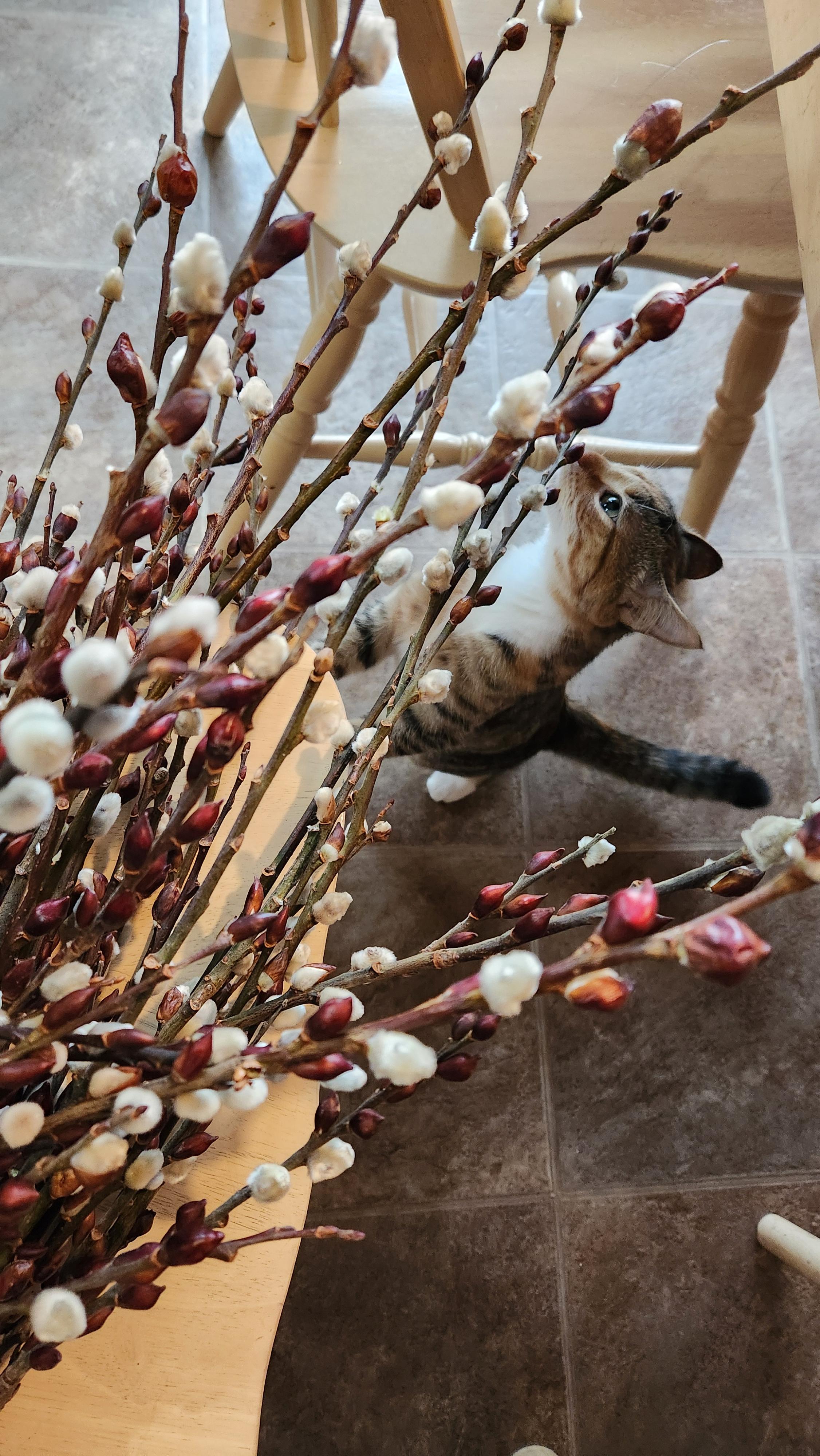 Hey Pandas, Post Your Favorite Photo Of Your Pet!