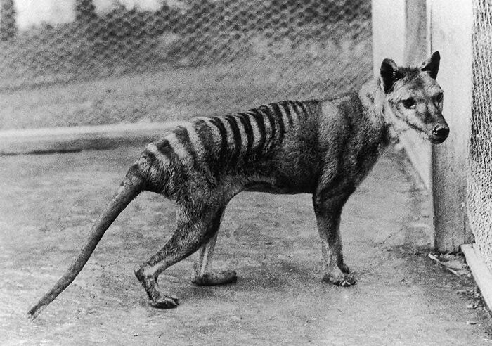 The Thylacine, Also Known As Tasmanian Tiger. They're Actually Dogs