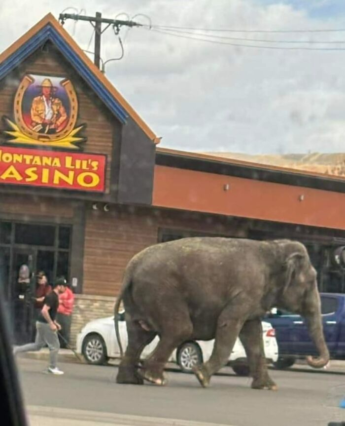 Nothing To See Here, Just Taking My Elephant For A Walk In Butte, Montana