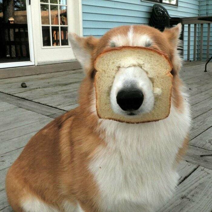 Half Bread/Half Dog