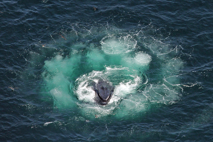 Scientists Hold A 20-Minute ‘Conversation’ With A Whale Named Twain In His Own Language