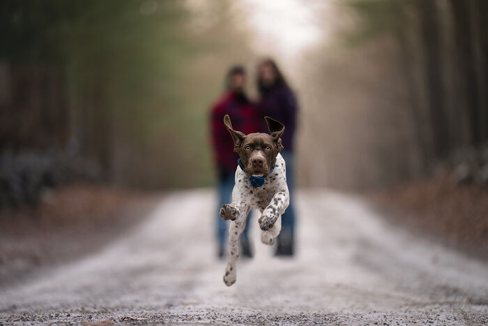 A joyful dog captured mid-run on a forest path, with blurred people in the background showing excitement and motion.