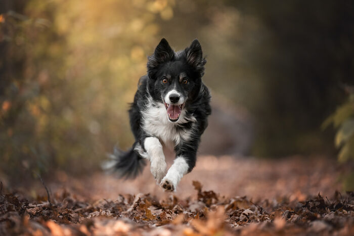 Black and white dog running through autumn leaves, showing the most adorable faces of joy in motion.