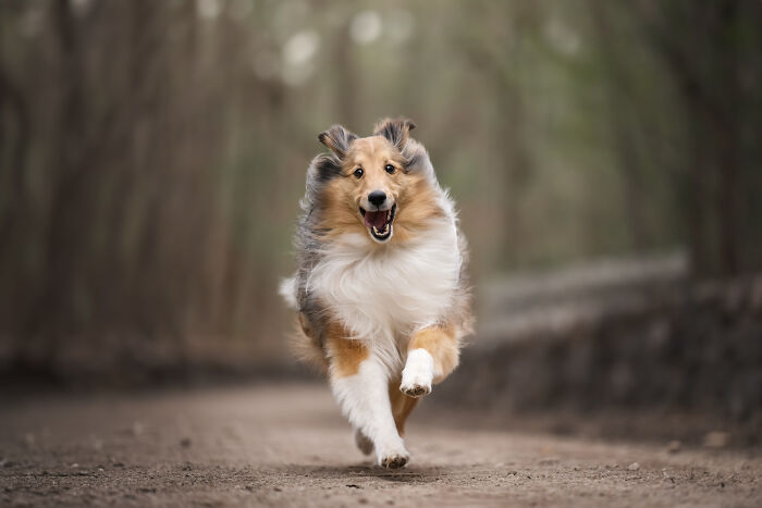 Happy dog running on a forest path, capturing joyful and adorable faces of dogs in motion outdoors.