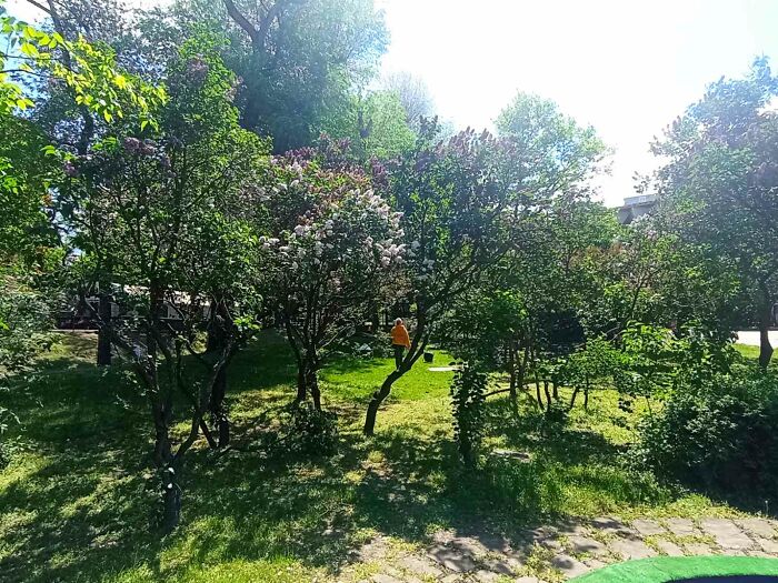 My Friends And I Went To An Art Plein Air With A Lilac Landscape (15 Pics) My Friends And I Went To An Art Plein Air With A Lilac Landscape (15 Pics)