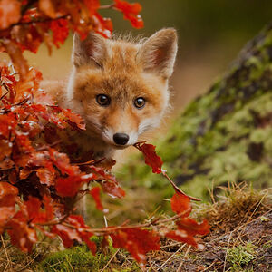 Foxes&Flowers