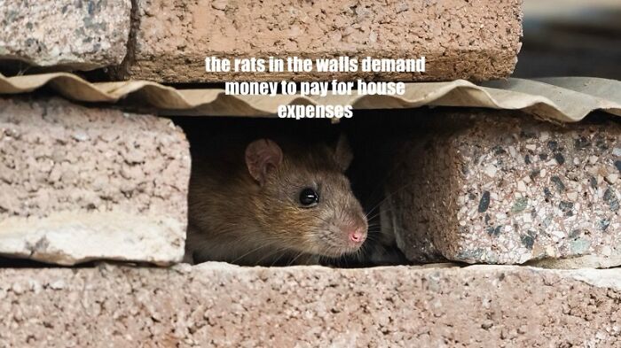 Rats In Walls