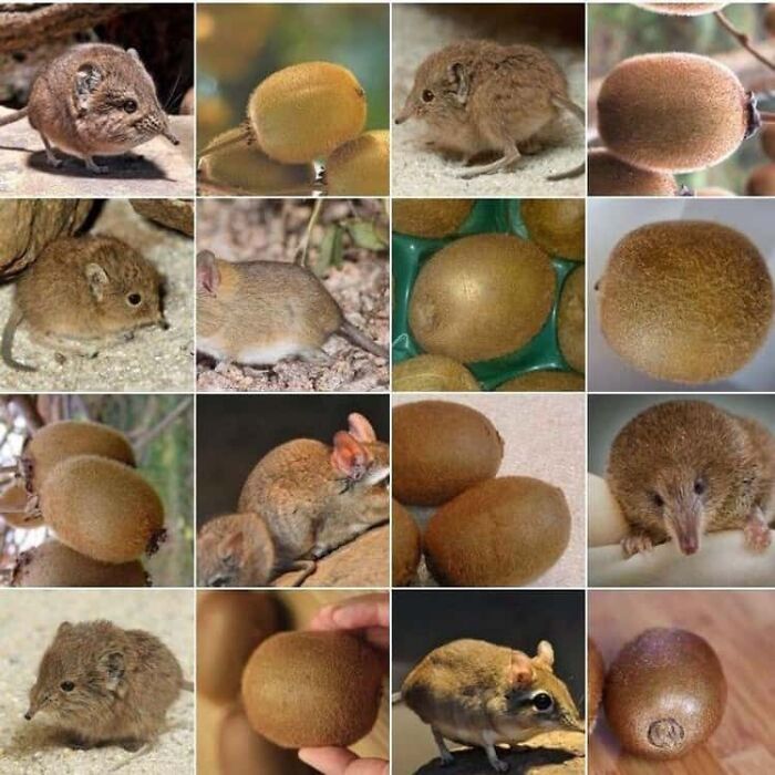 Funny Pictures Comparing Animals To Food