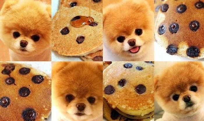 Funny Pictures Comparing Animals To Food