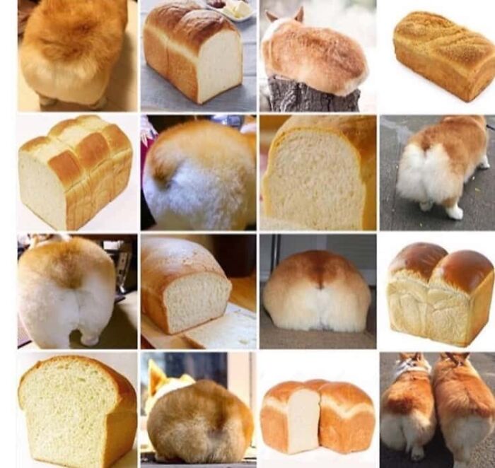 Funny Pictures Comparing Animals To Food