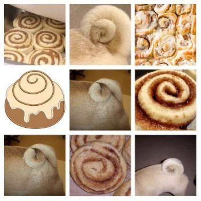 Funny Pictures Comparing Animals To Food