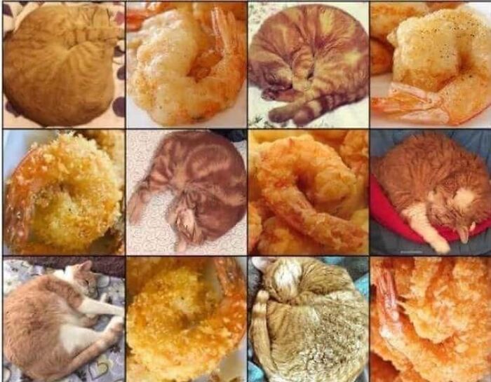 Funny Pictures Comparing Animals To Food